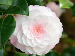 Photo of WildBloomer