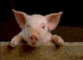 Photo of EiggyPiggy