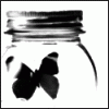 Photo of wingsthatfly