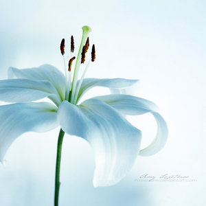 Photo of Alleria