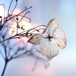Photo of whiteorchid