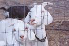Photo of BlondeGoat2