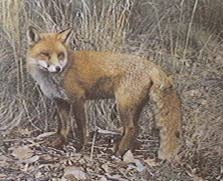Photo of Kardas