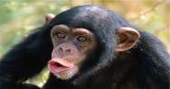 Chimpish Grammar Mistakes