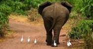 Elephant Jokes