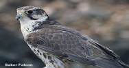 Falconry