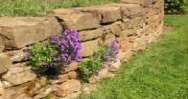 Flower in the Crannied Wall